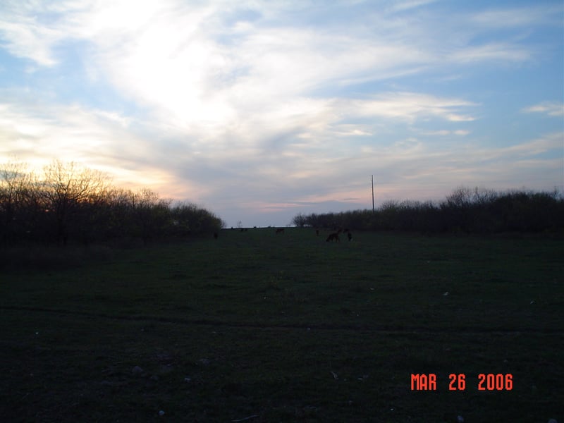 These are cows grazing in a field that borders the back of the drive-in property.