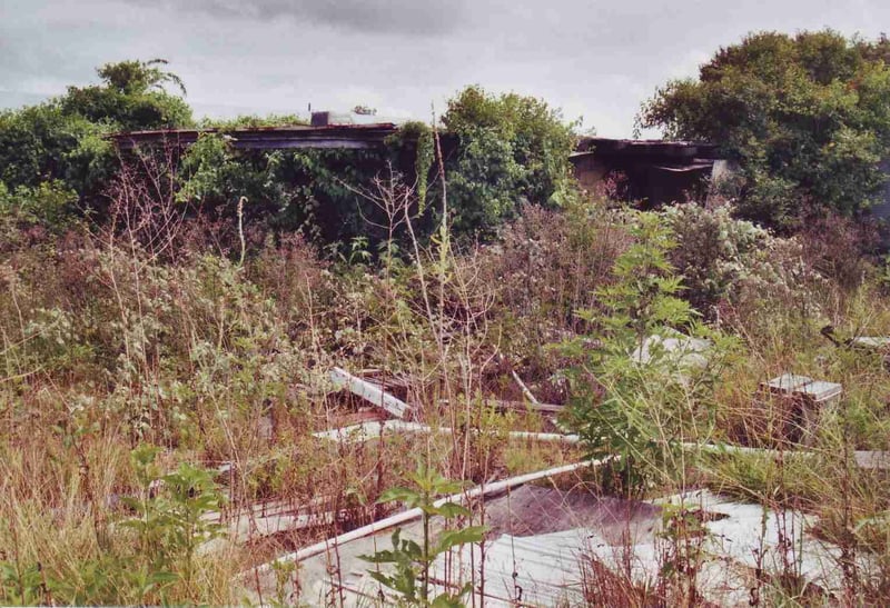 Back view of snack bar showing the very overgrown projection booth