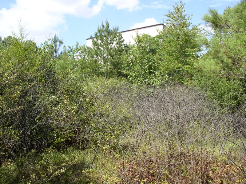 Look close, you can see the top of the Screen. Trees Everywhere!