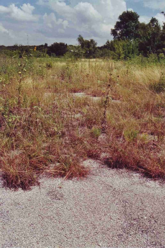 View of the field. The entire area is very overgrown and access is difficult