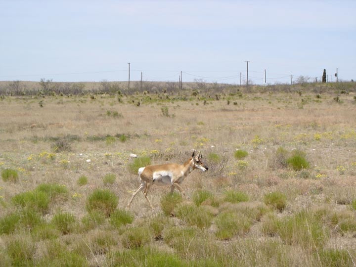 fauna spotted at site