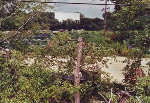 Field seen thru the trees