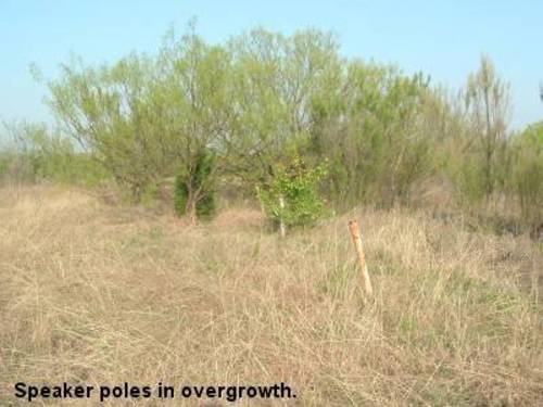 Speaker poles amid the overgrowth.