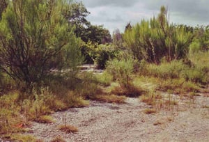 Looking towards ticket booth where it's very overgrown too