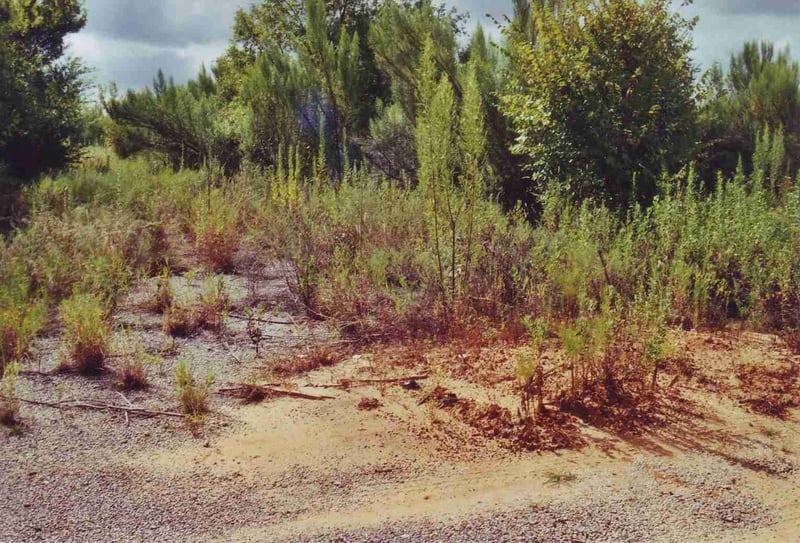 View along a ramp into the thicket