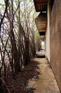 Exterior overgrown with trees