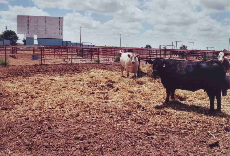 The curious cattle don't bother about the shape of the screen