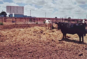 The curious cattle don't bother about the shape of the screen