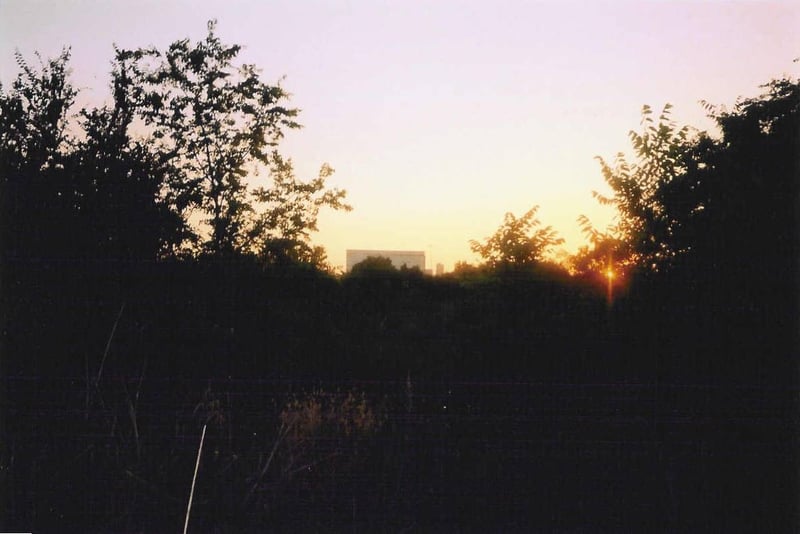 Here's a look at the front screen tower through "the jungle" at sunset.