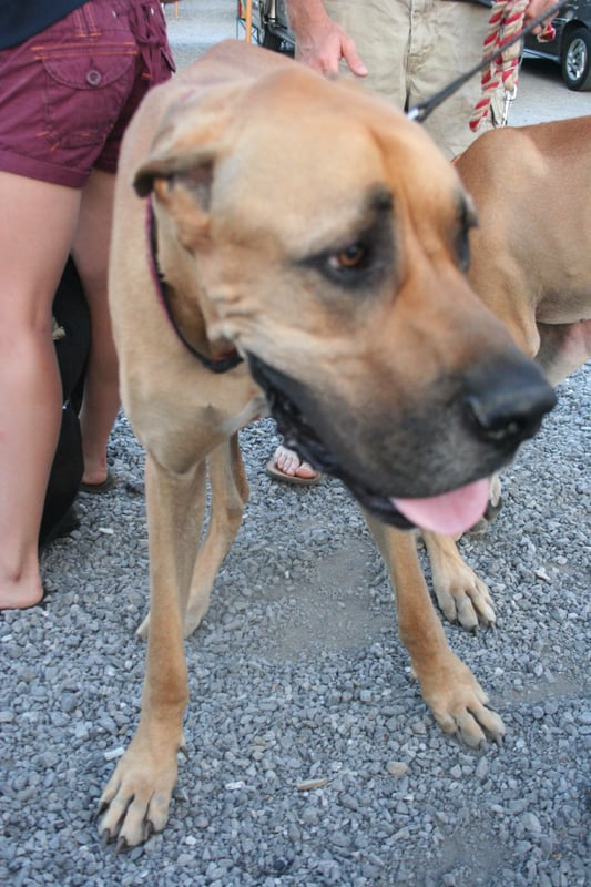 Several Marmadukes were present in 2010 for an American Cancer Society's Bark for Life fund raiser, when the theatre presented the Fox movie Marmaduke