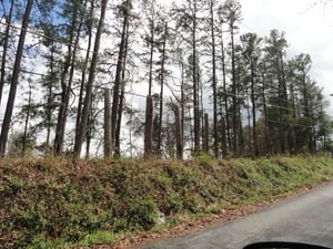 Poles from fence that surrounded property-taken from Old Telegraph Rd