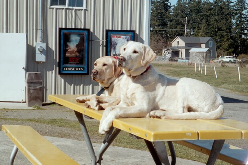 New poster cases. I was trying to line up the dogs with The Shaggy Dog poster.