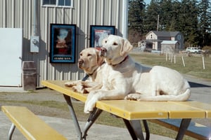 New poster cases. I was trying to line up the dogs with The Shaggy Dog poster.