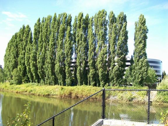 The poplar trees that were planted around the back of the Duwamish Drive-in are still there, though the interior has been occupied by a Boeing office building and parking lot.  This setting still gives bike trail users an idea what seeing a movie out here