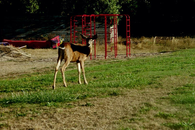 The deer are acustomed to people, but I didn't want to scare it off.