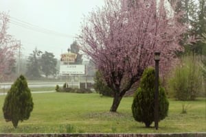 Marquee & cherry trees