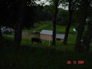 a cow grazing in the field next to the drive-in