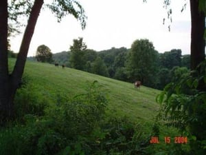 more cows in the field next to the drive-in