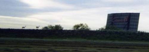 The Cinema 6 in Regina, Saskatchewan (Canada) with llamas at sunrise. Yes, actual llamas.