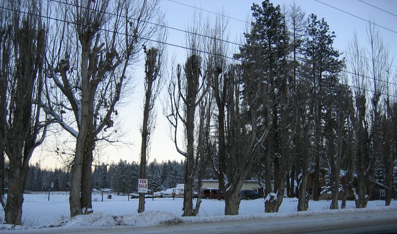 Snack Bar with house behind seen through the trees which shielded light from the highway.