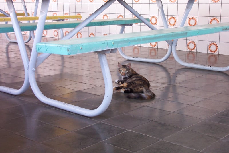 Stray drive-in cats under the picnic table.