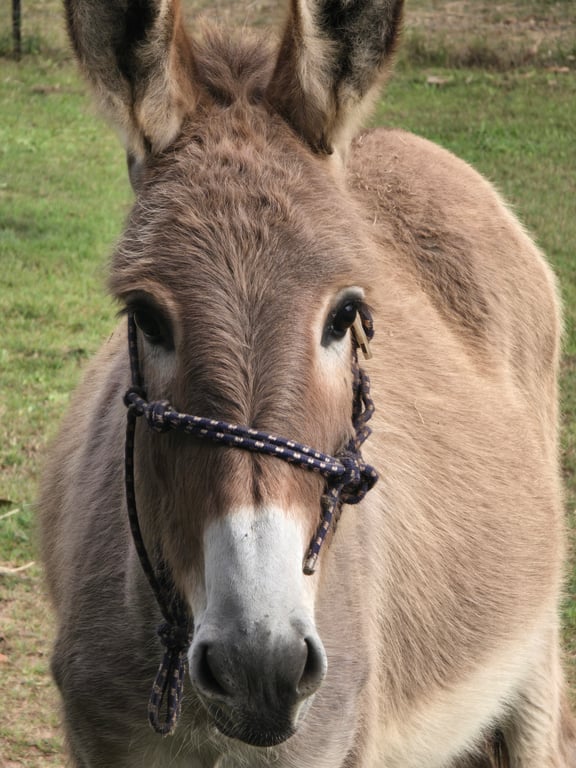 Host profile picture
