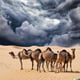 camels and rain clouds - sura 88:17