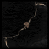 Skull_Bow