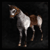 Bareback_Horse(B)