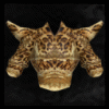 Leo_Spirit_Pelt_Breastplate(Normal)