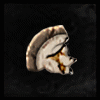 Divine_Circle_Piece