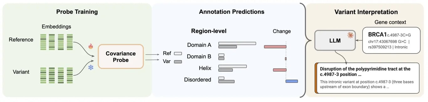EVEE annotation probes producing a disruption profile for language-model interpretation