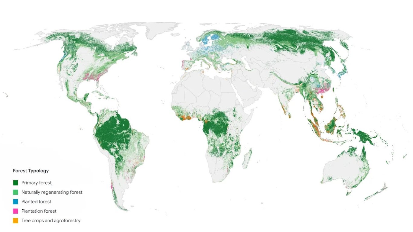 Global ForTy map showing six forest and land-use classes
