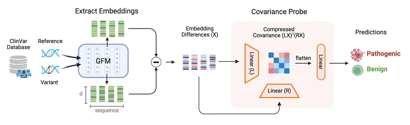 EVEE pathogenicity pipeline comparing reference and mutated DNA embeddings