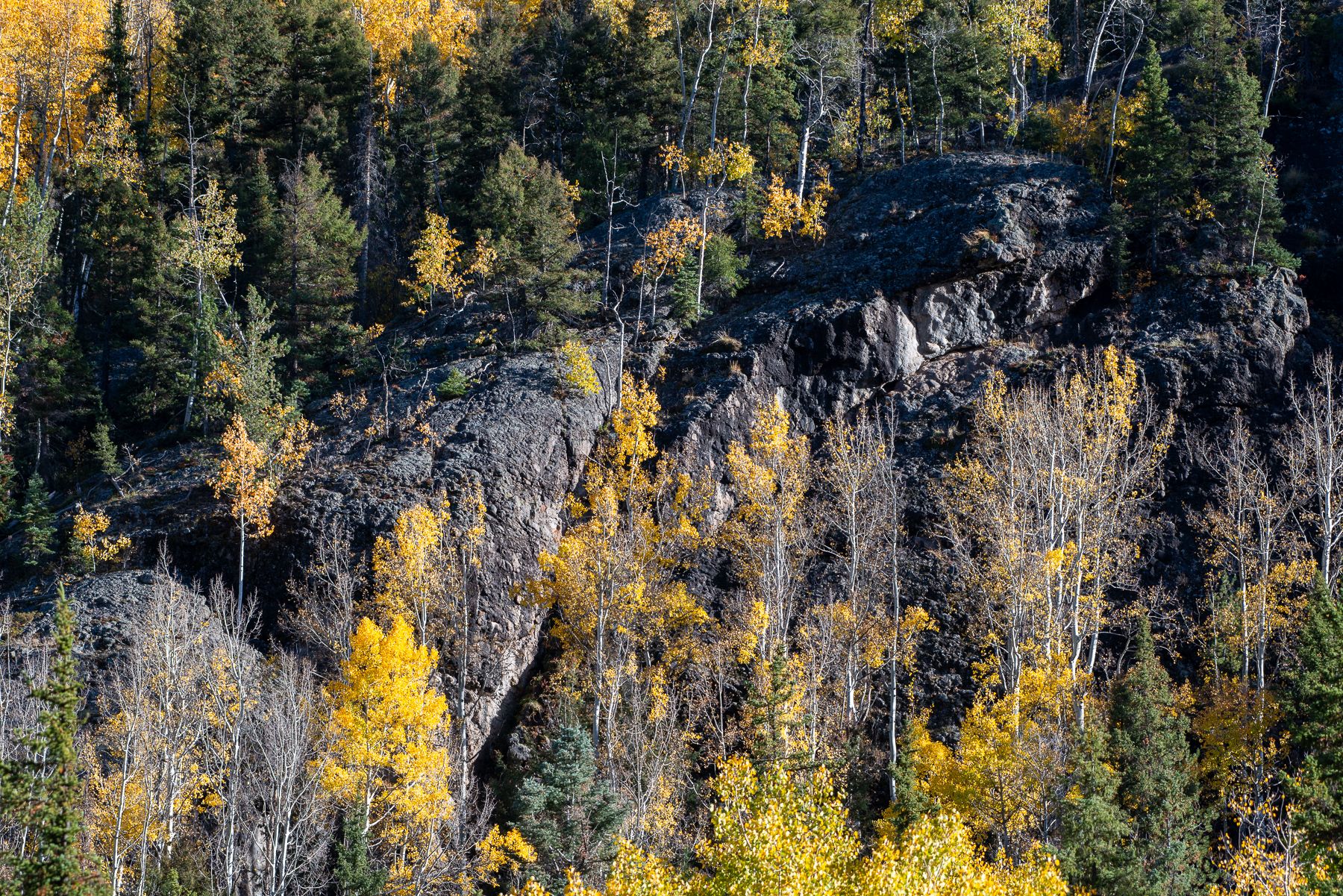 Wolf Creek - Partially Front-lit Aspen