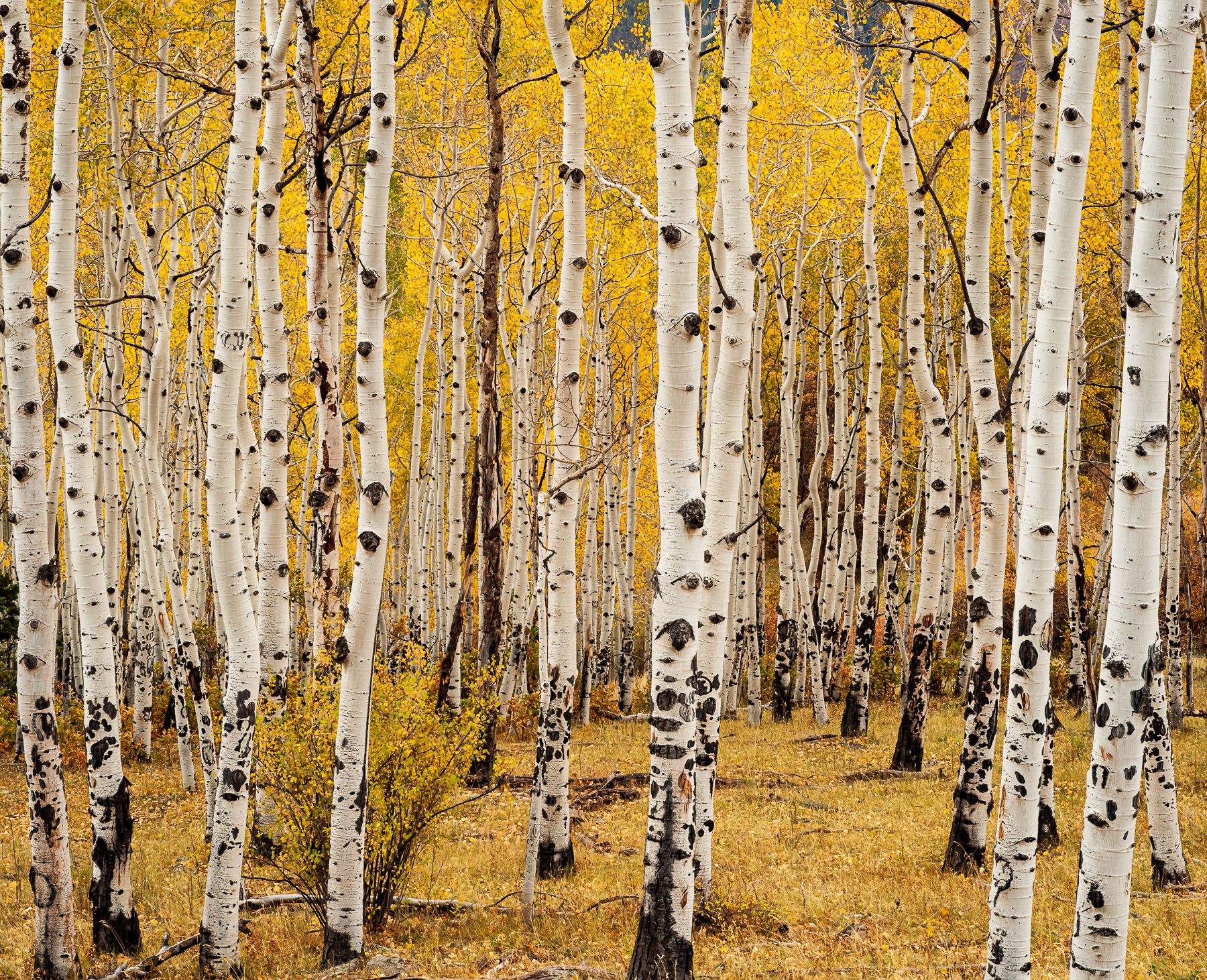 Last Dollar Road - October