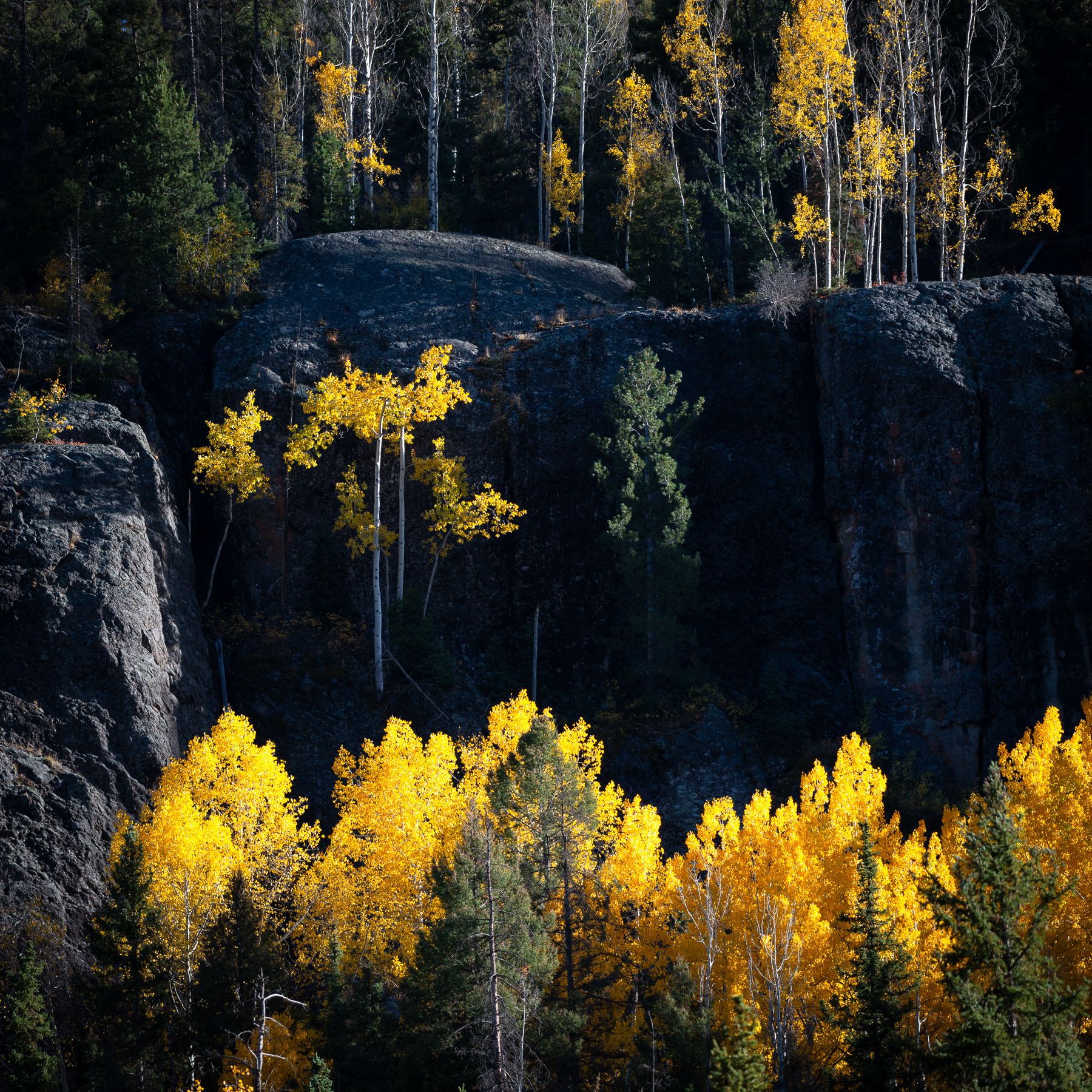 Wolf Creek Pass - Backlit Aspen