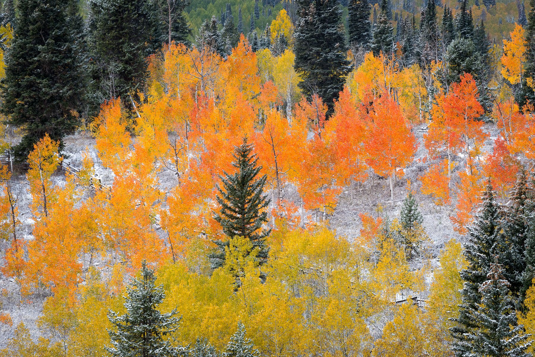 Orange Aspen and Snow - Utah