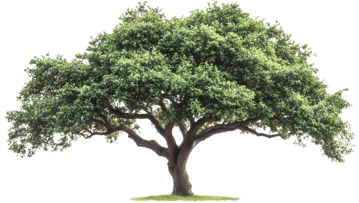 Lush Green Tree with Wide Canopy