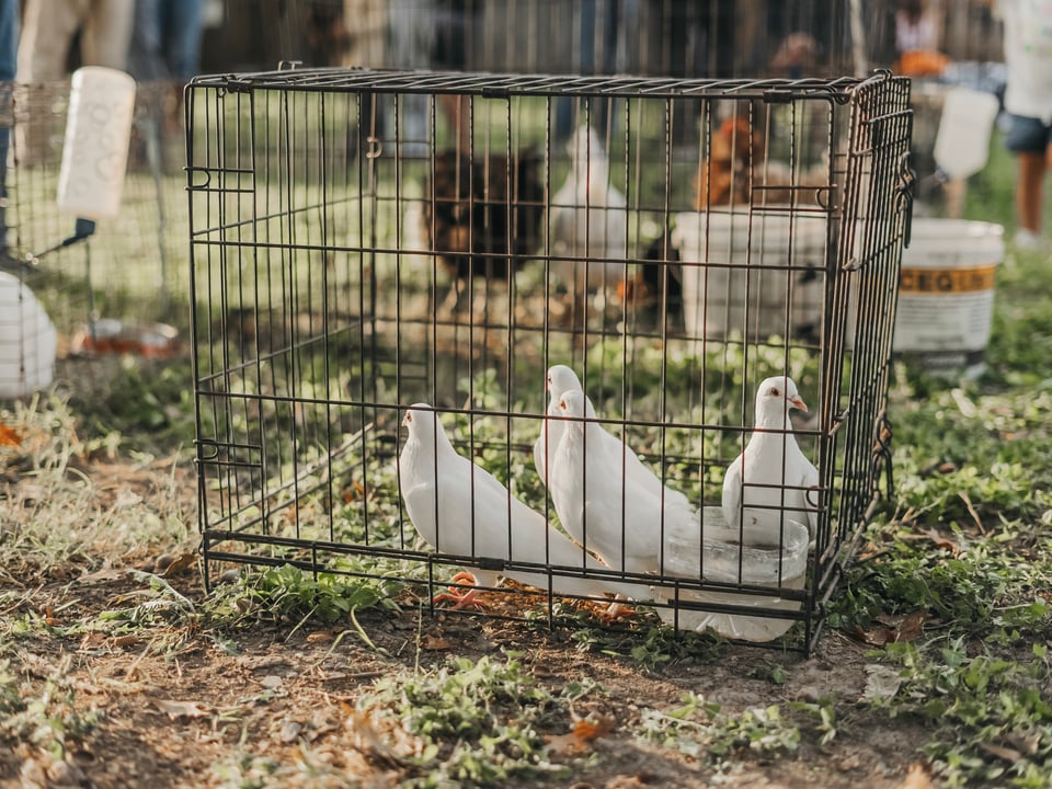 Harvest Fest 24' — photograph 20 of 82