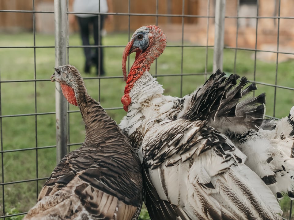 Harvest Fest 24' — photograph 40 of 82
