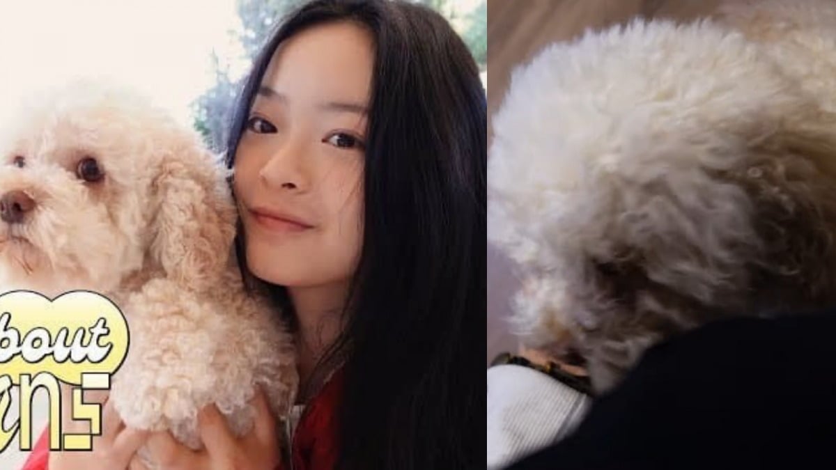 A dog believed to belong to NewJeans' Hanni / Captured from YouTube