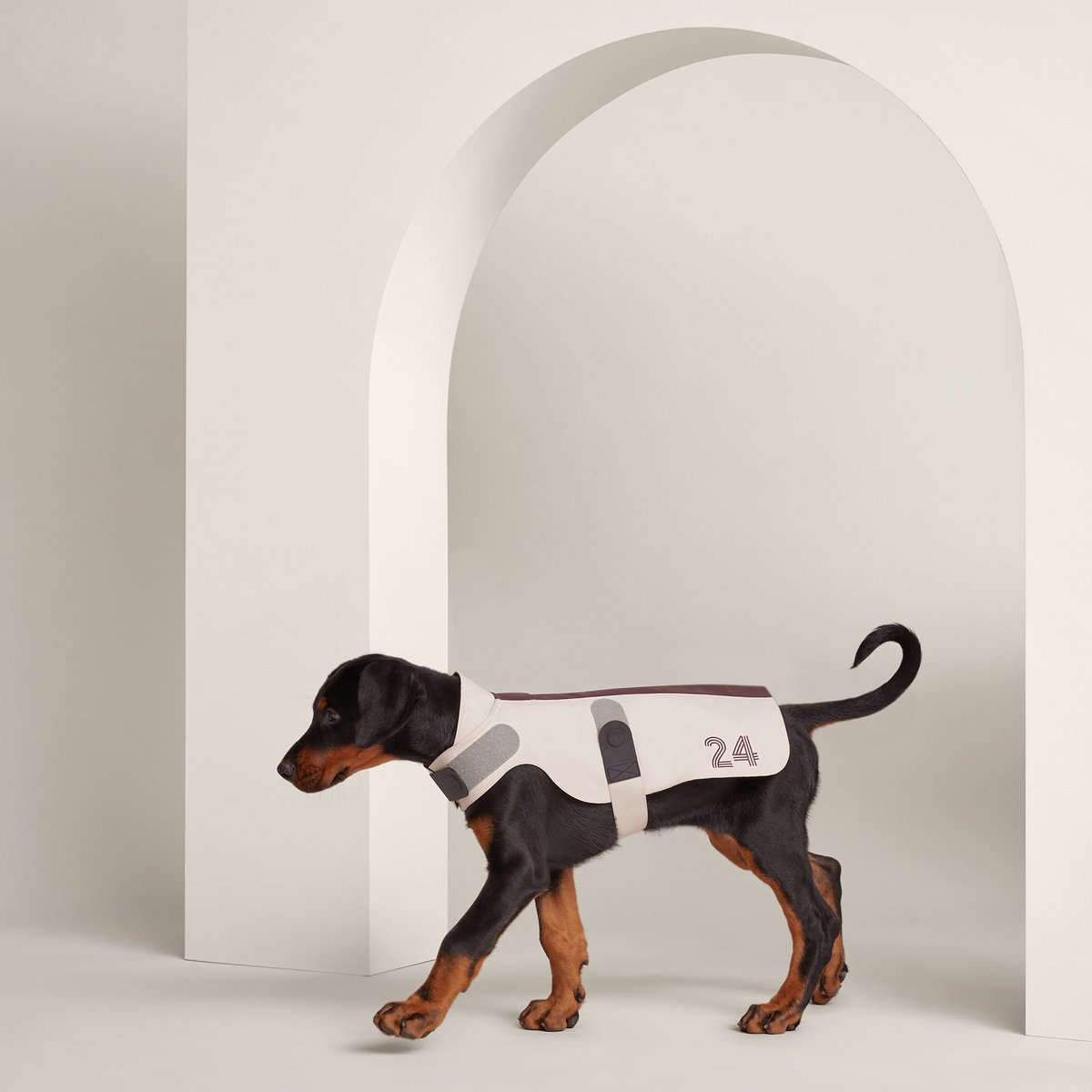 Course 24 dog raincoat, XS and S