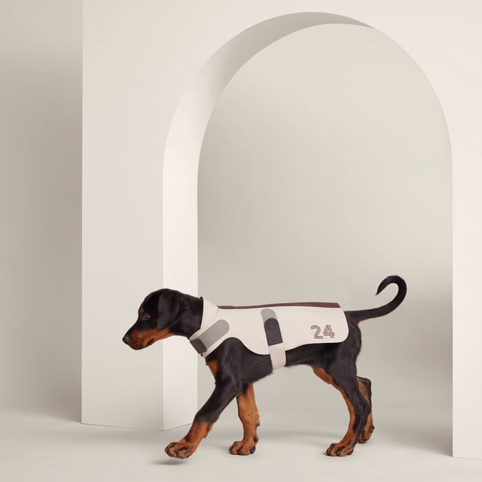 Course 24 Dog Raincoat, Xs and S