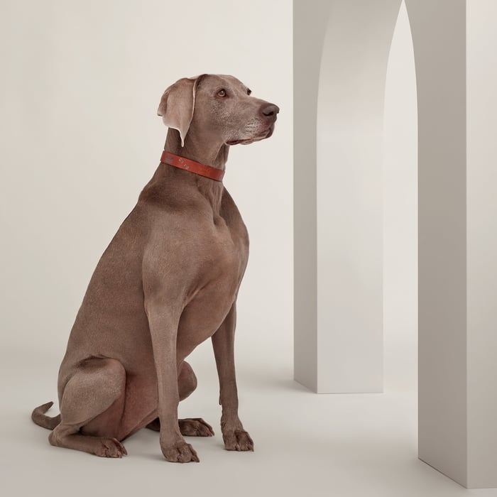 Dark Irish Polisson Dog Collar