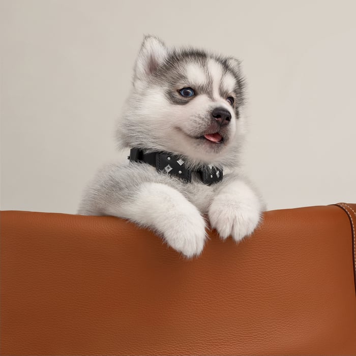 Noir Black Tie Dog Collar, Xs and S