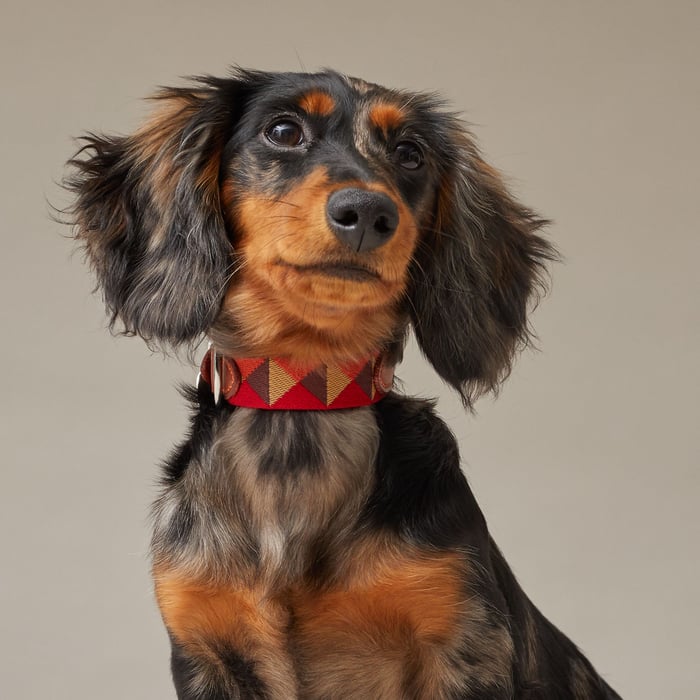 Dark Irish Medor Feu II Dog Collar