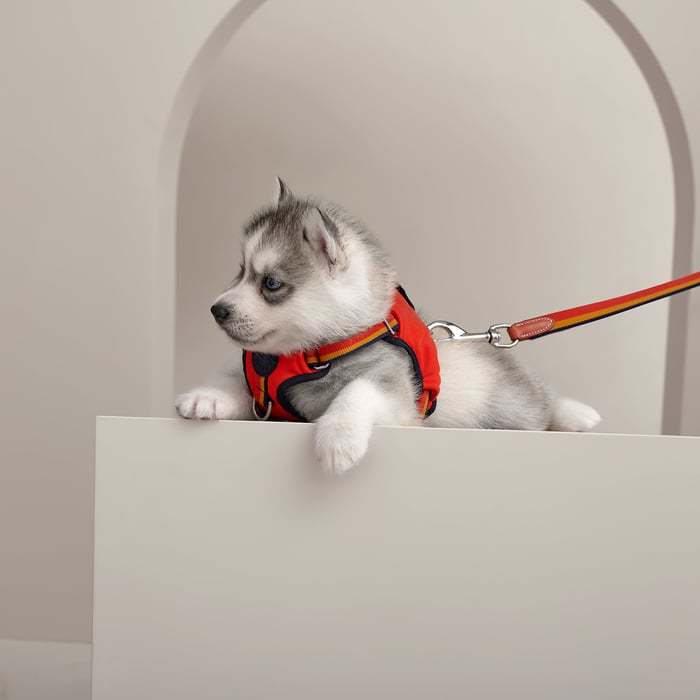 Dark Irish Rocabar Slim Dog Leash