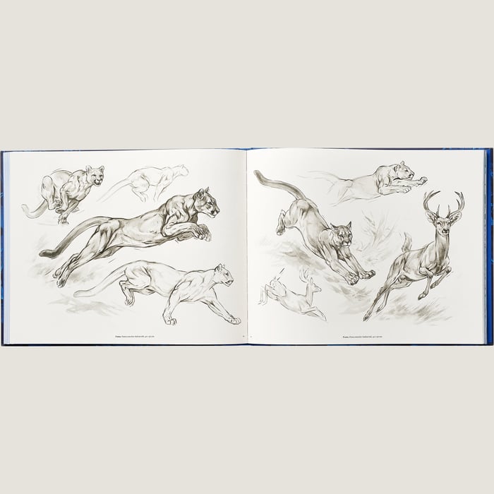 Neutre "Ferocious and Fragile" Book, English Version