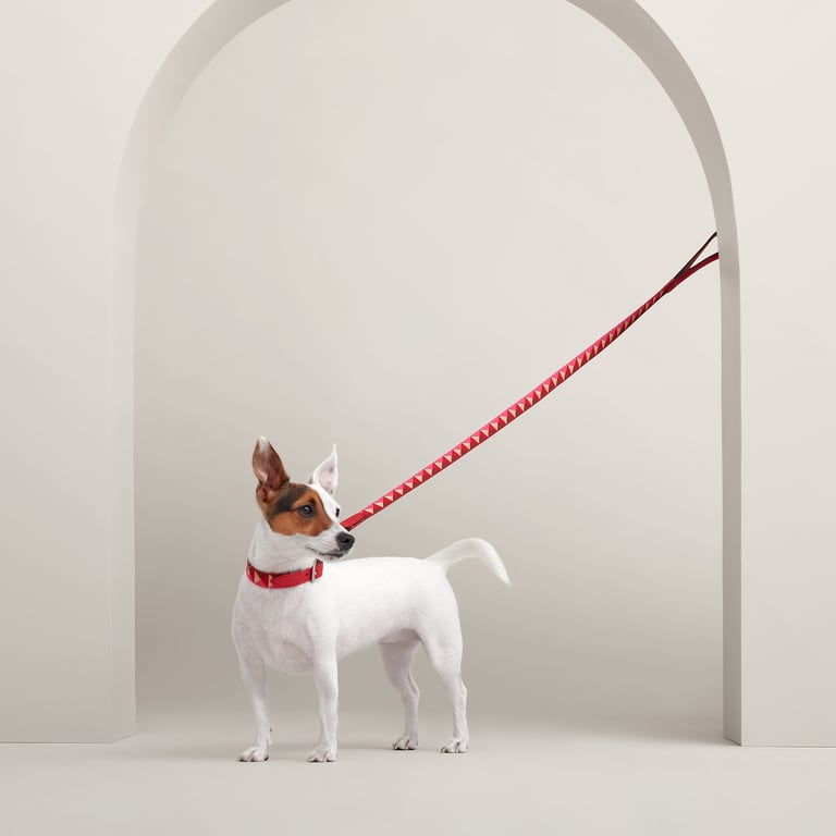 Medor dog leash